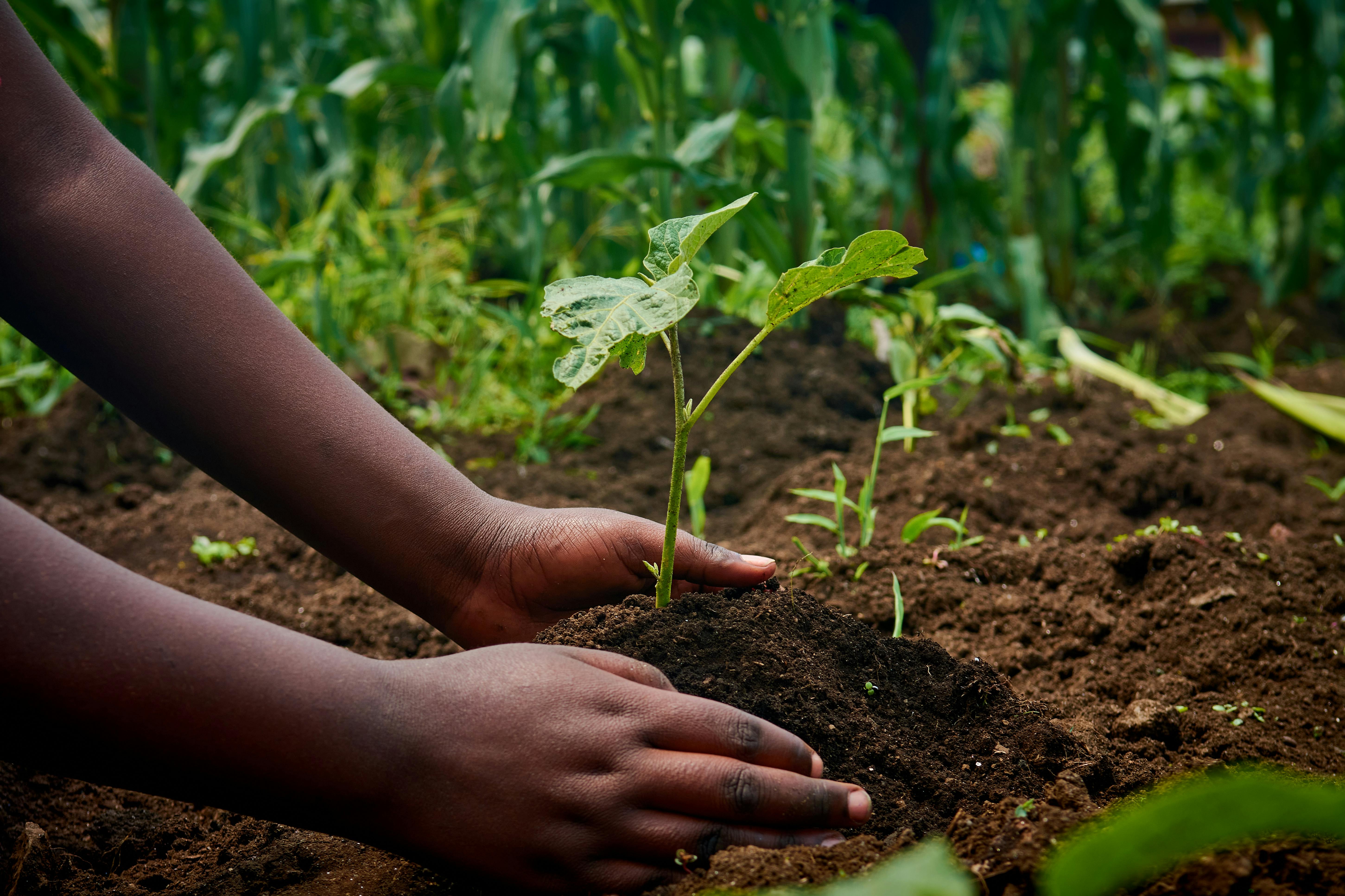 Hands planting a seedling in Kenya